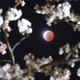 A lunar eclipse between cherry blossoms in Shiraishi, Miyagi prefecture.